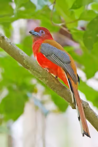 Dokumentasi Harpactes erythrocephalus
