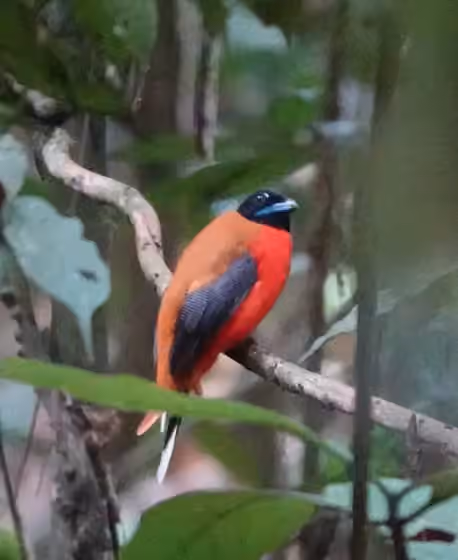 Dokumentasi Harpactes orrhophaeus