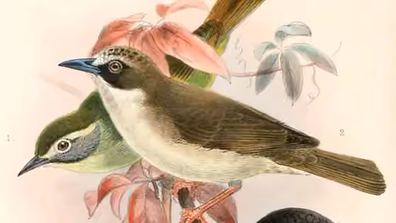 Potongan pelat ilustrasi yang memuat Heleia crassirostris bersama takson burung lain.