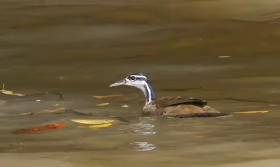 Dokumentasi Heliornis fulica