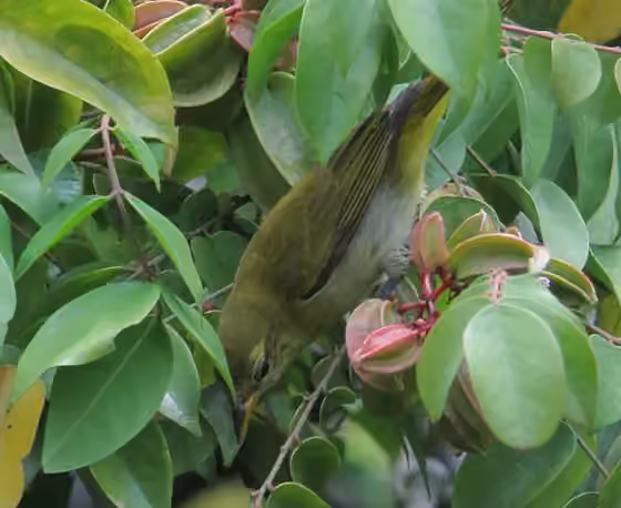 Dokumentasi Hemithraupis guira