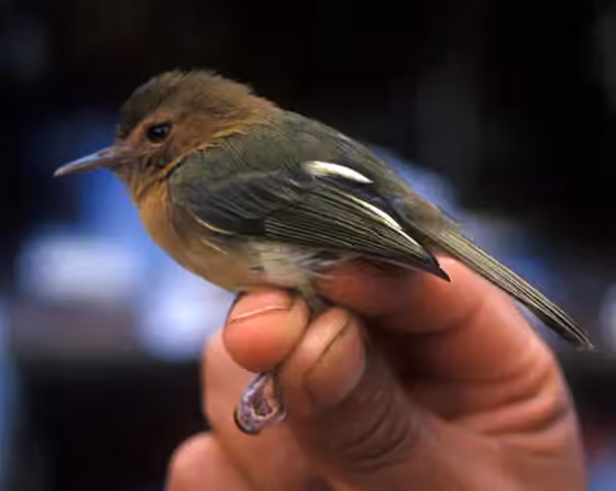 Dokumentasi Hemitriccus cinnamomeipectus