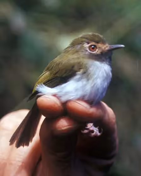 Dokumentasi Hemitriccus granadensis
