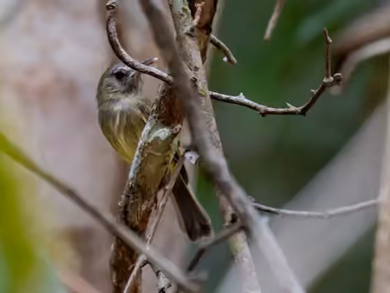 Dokumentasi Hemitriccus josephinae