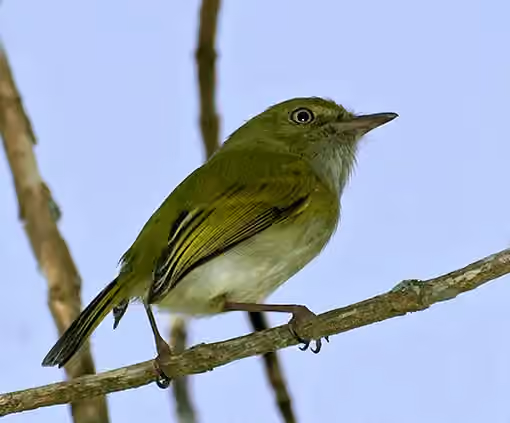 Dokumentasi Hemitriccus nidipendulus