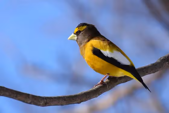 Dokumentasi Hesperiphona vespertina