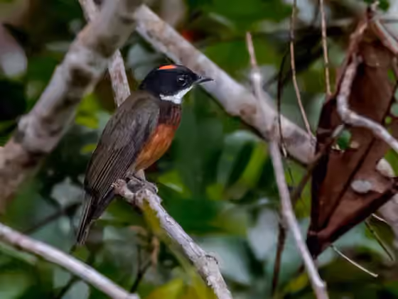Dokumentasi Heterocercus linteatus