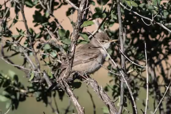 Dokumentasi Hippolais languida