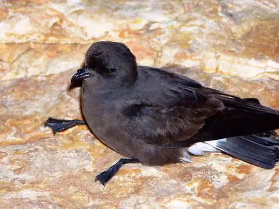 Dokumentasi Hydrobates pelagicus