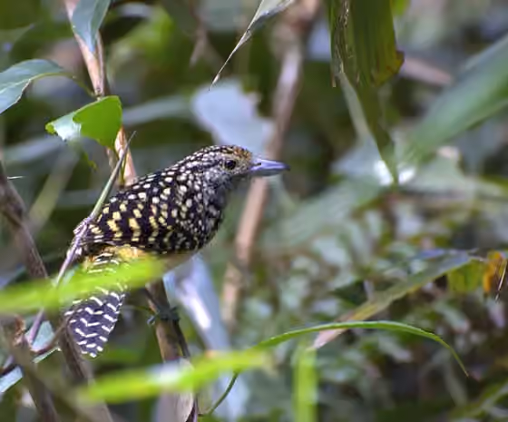 Dokumentasi Hypoedaleus guttatus