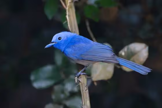 Dokumentasi Hypothymis azurea