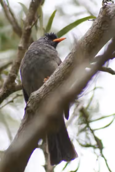 Dokumentasi Hypsipetes borbonicus