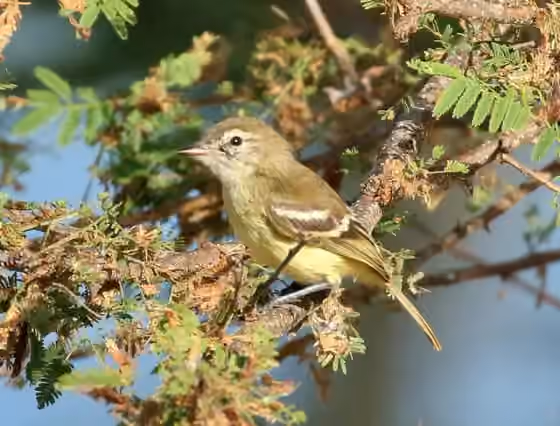 Dokumentasi Inezia tenuirostris