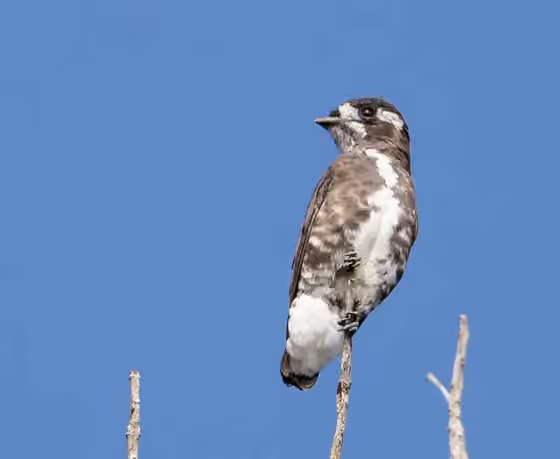 Dokumentasi Iodopleura isabellae