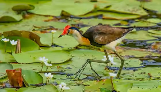 Dokumentasi Irediparra gallinacea