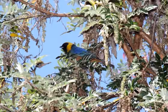 Dokumentasi Iridosornis jelskii