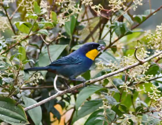 Dokumentasi Iridosornis porphyrocephalus
