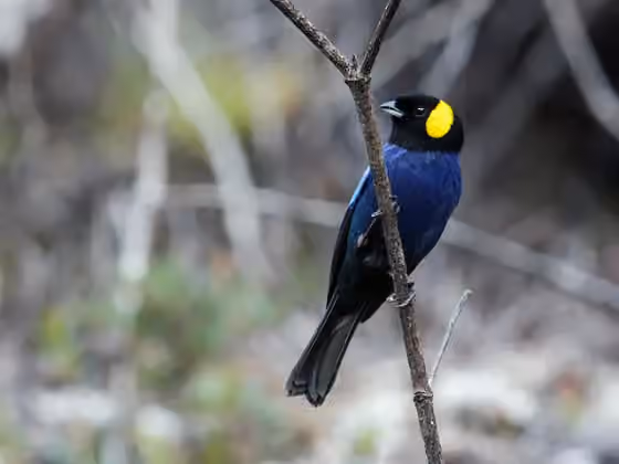 Dokumentasi Iridosornis reinhardti