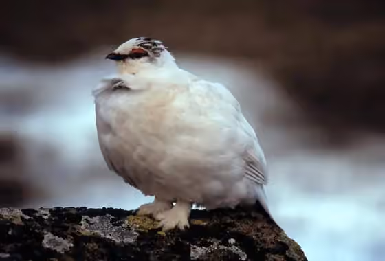 Dokumentasi Lagopus muta