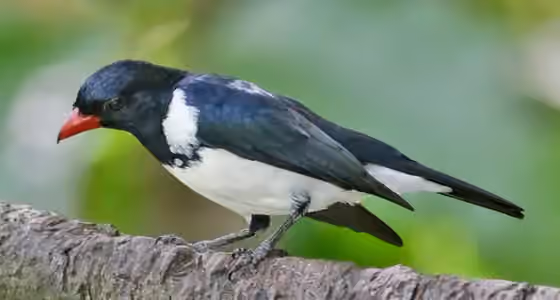 Dokumentasi Lamprospiza melanoleuca