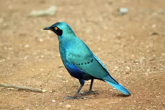 Dokumentasi Lamprotornis chalybaeus