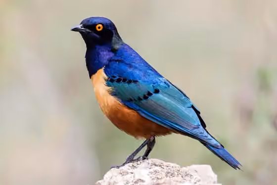 Dokumentasi Lamprotornis hildebrandti