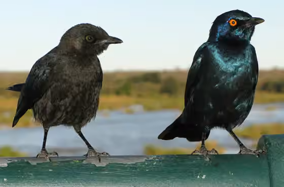 Dokumentasi Lamprotornis nitens