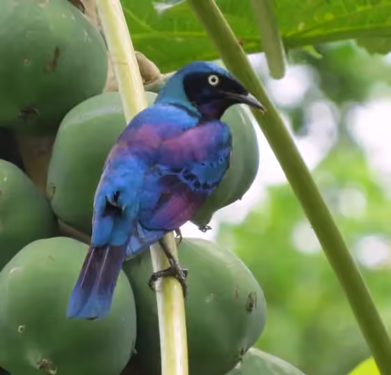 Dokumentasi Lamprotornis ornatus