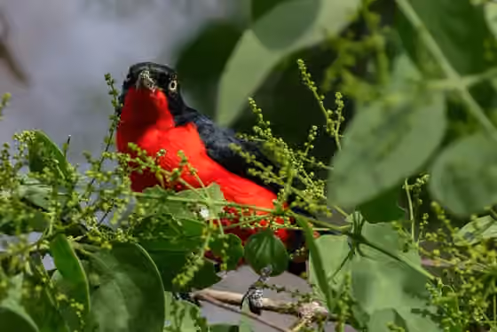 Dokumentasi Laniarius erythrogaster