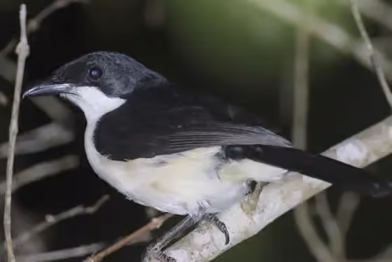Dokumentasi Laniarius sublacteus