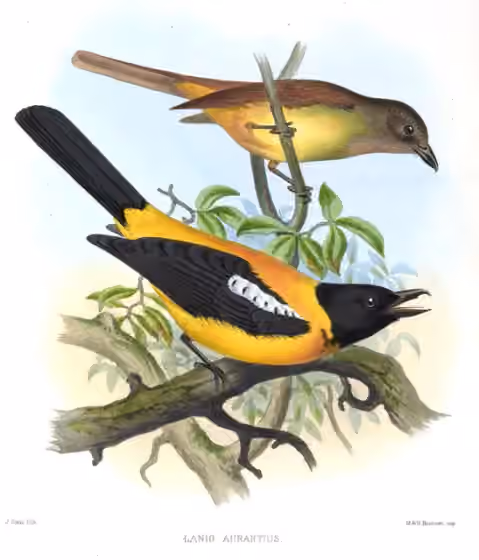 Ilustrasi dokumenter Lanio aurantius pada pelat dengan beberapa figur burung