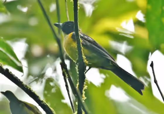 Dokumentasi Lanio leucothorax