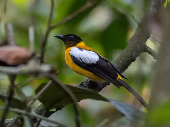 Dokumentasi Lanio versicolor