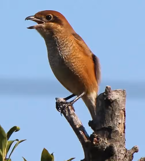 Dokumentasi Lanius bucephalus