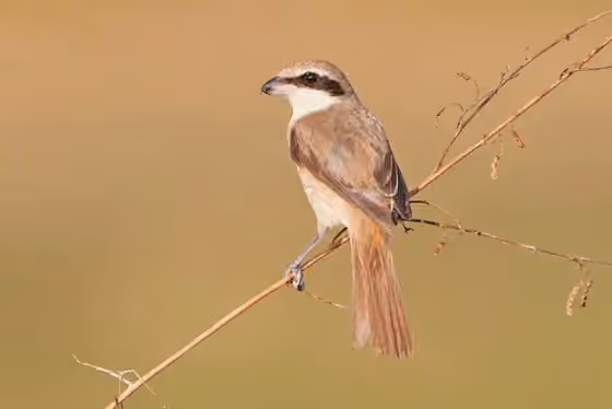 Dokumentasi Lanius cristatus