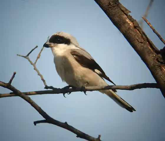 Dokumentasi Lanius minor
