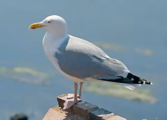 Dokumentasi Larus argentatus