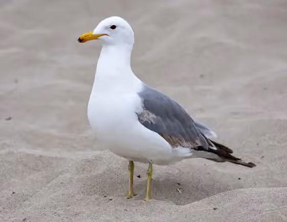 Dokumentasi Larus californicus