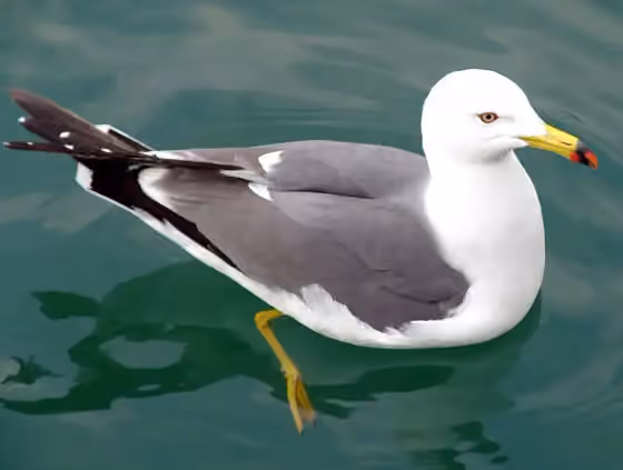 Dokumentasi Larus crassirostris