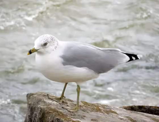 Dokumentasi Larus delawarensis