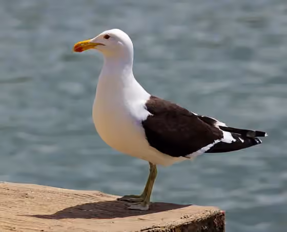 Dokumentasi Larus dominicanus