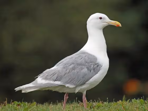 Dokumentasi Larus glaucescens