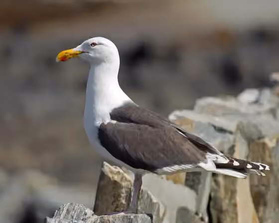 Dokumentasi Larus marinus