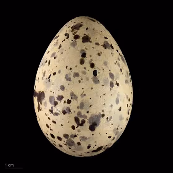 Dokumentasi Larus michahellis