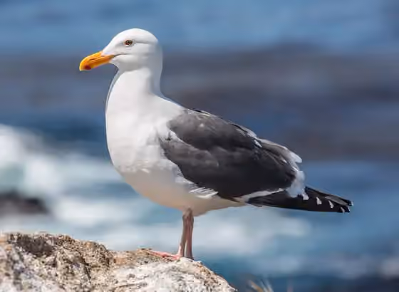 Dokumentasi Larus occidentalis