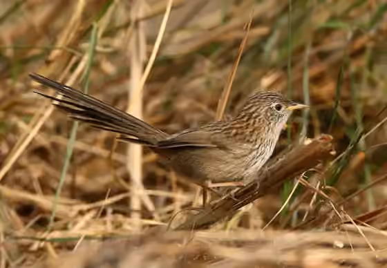 Dokumentasi Laticilla burnesii
