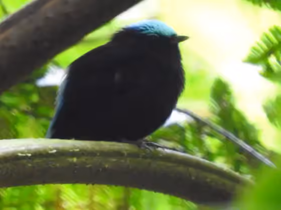 Dokumentasi Lepidothrix coeruleocapilla