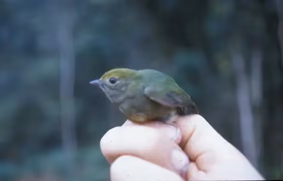 Dokumentasi Lepidothrix isidorei