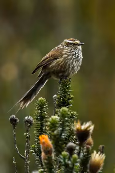 Dokumentasi Leptasthenura andicola