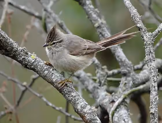 Dokumentasi Leptasthenura platensis